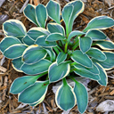 Hosta 'Mighty Mouse'